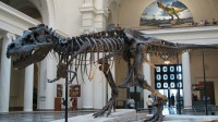/album/tychobruggink-home-nl/tyrannosaurus-sue-1-jpg/